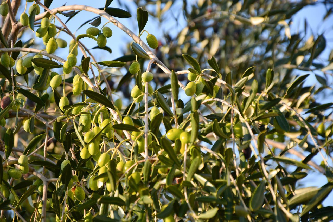 הוילה Carpino Torre Bruno מראה חיצוני תמונה